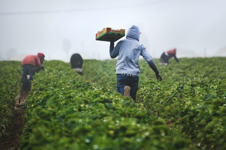 Médaille du travail agricole, comment lire les échelons d’ancienneté